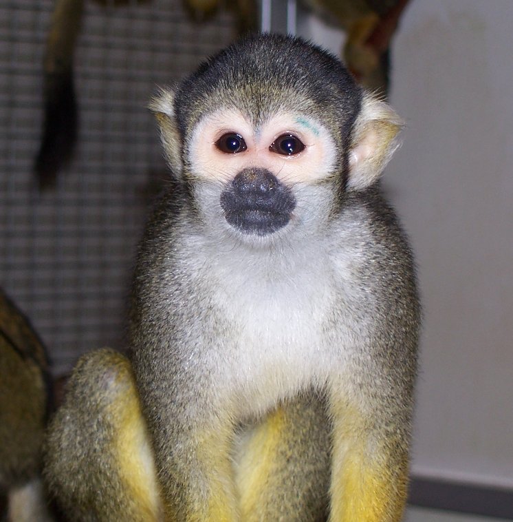 Squirrel Monkey (Saimiri sciureus)