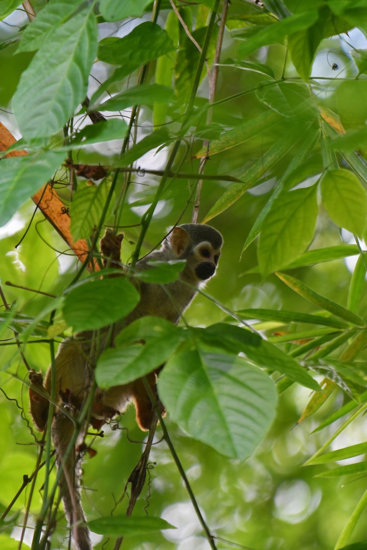 Squirrel monkey (Saimiri sciureus)