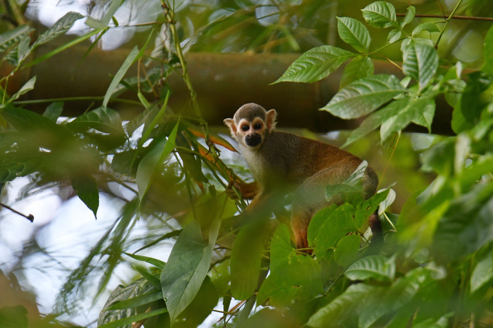 Squirrel monkey (Saimiri sciureus)