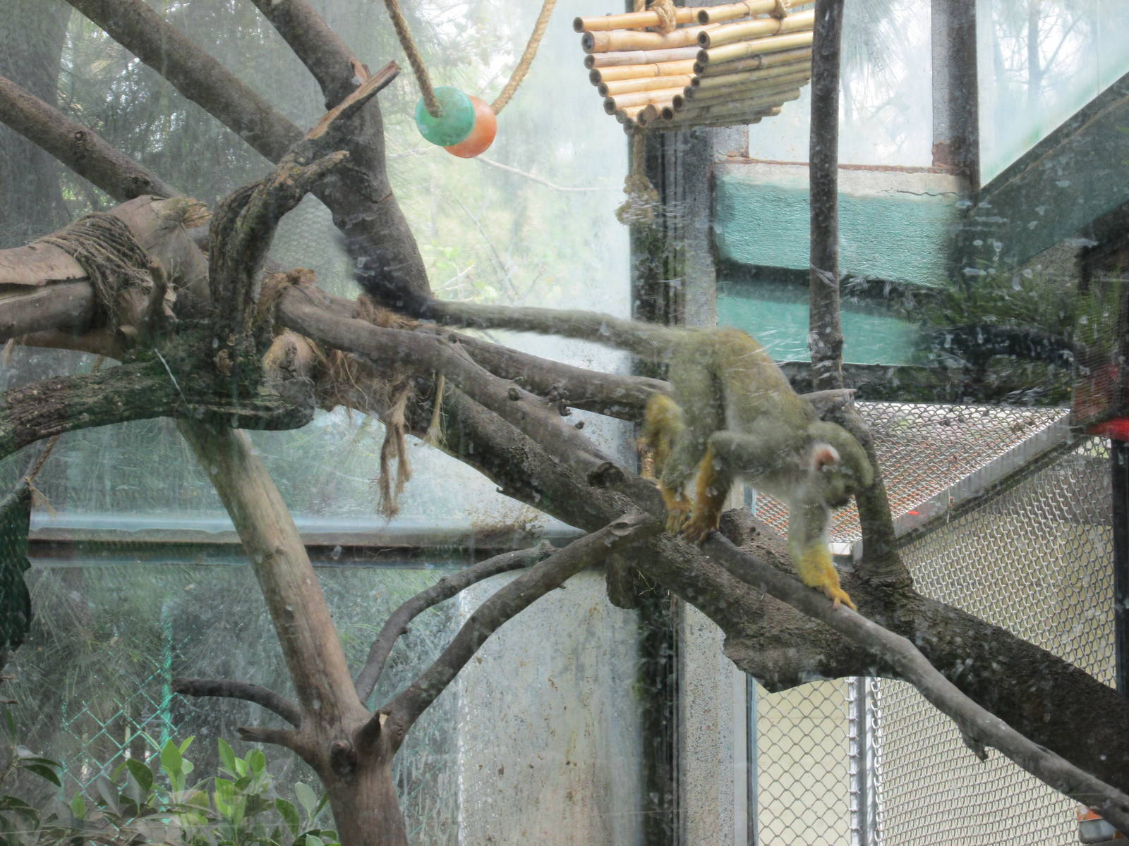 SQUIRREL MONKEY SAN JUAN ARAGON ZOO
