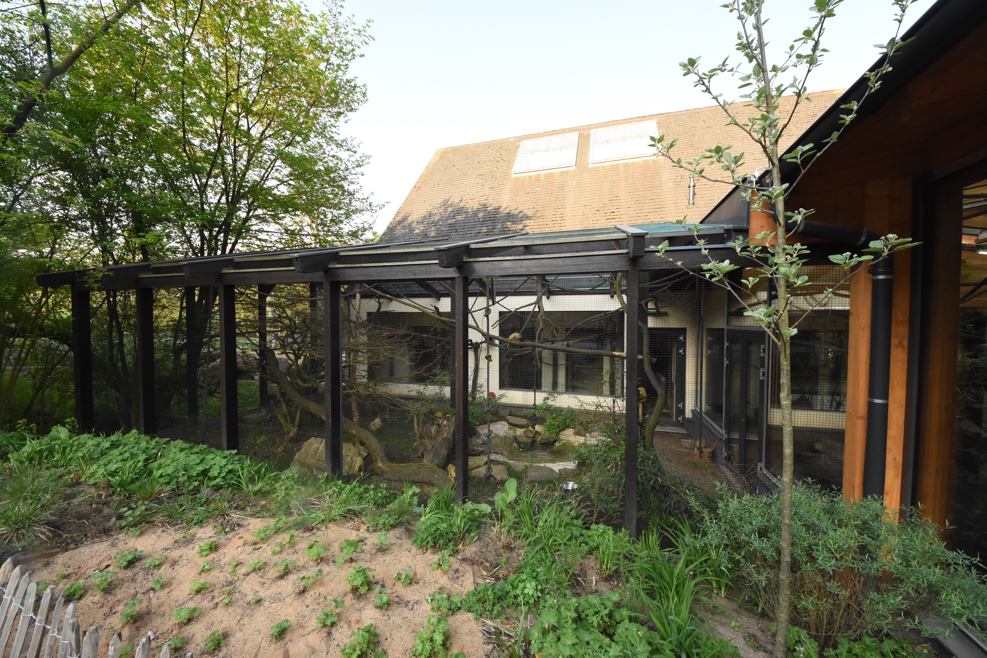 Squirrel monkey - smaller outdoor cage