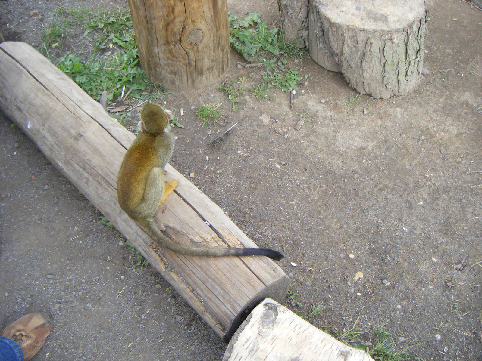 Squirrel Monkey - South American Viva