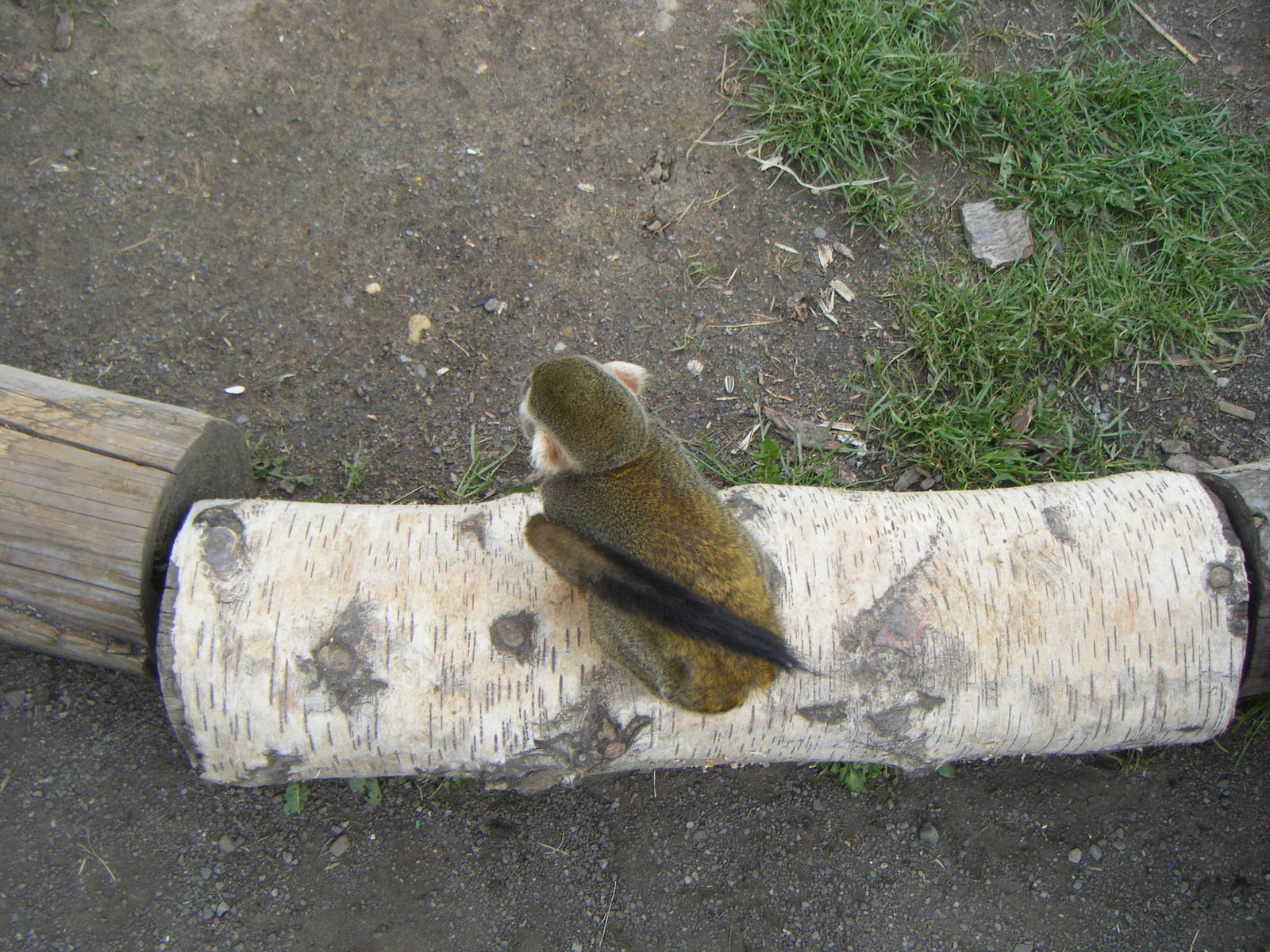 Squirrel Monkey - South American Viva