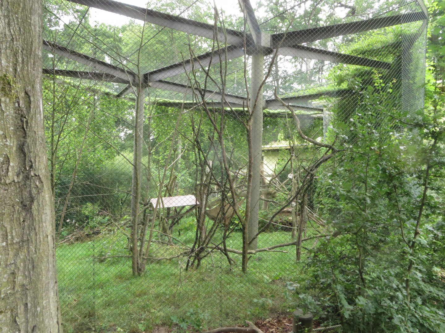 Squirrel Monkey & St. Vincent Agouti outdoor cage