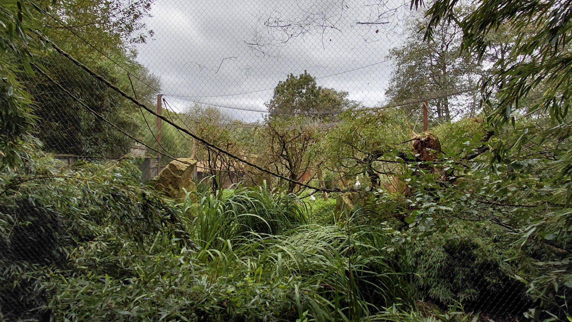 Squirrel monkey + stork outdoor exhibit