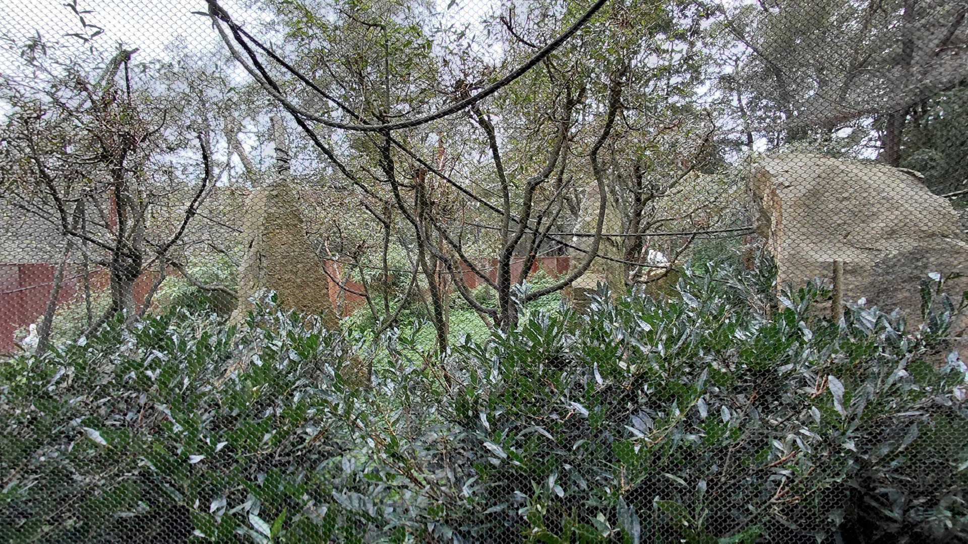 Squirrel monkey + stork outdoor exhibit