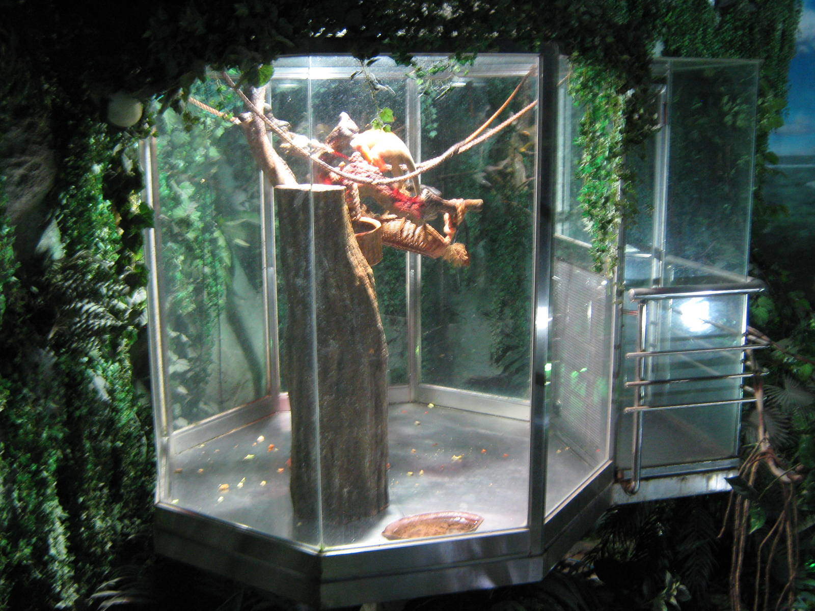 squirrel monkey tank