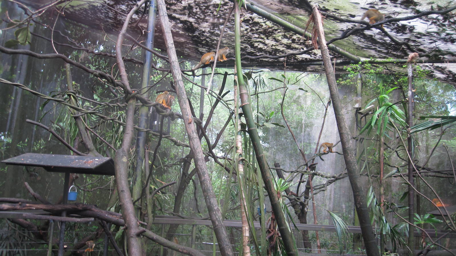 Squirrel Monkey temporary holding