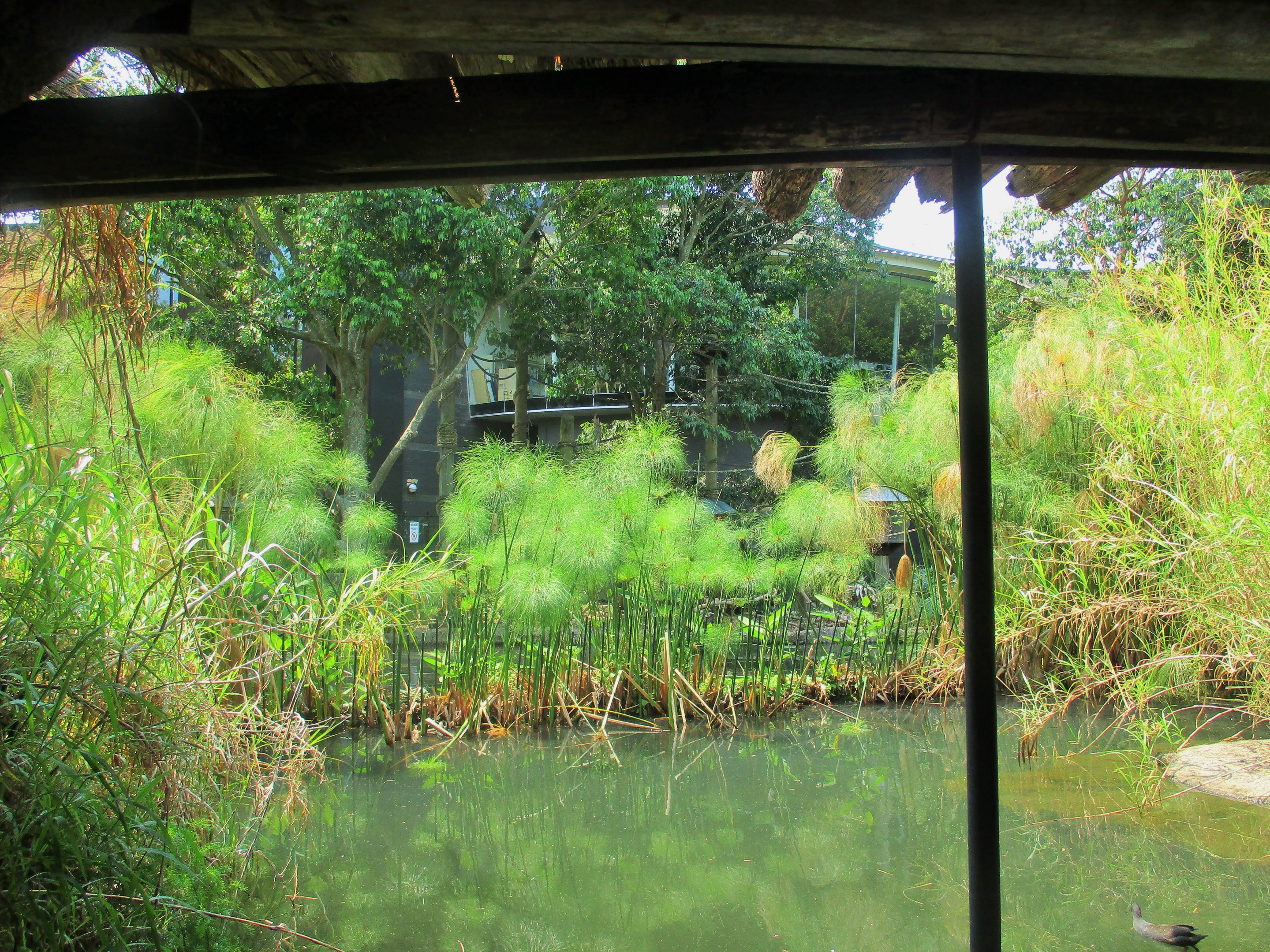 Squirrel Monkey Viewing Window