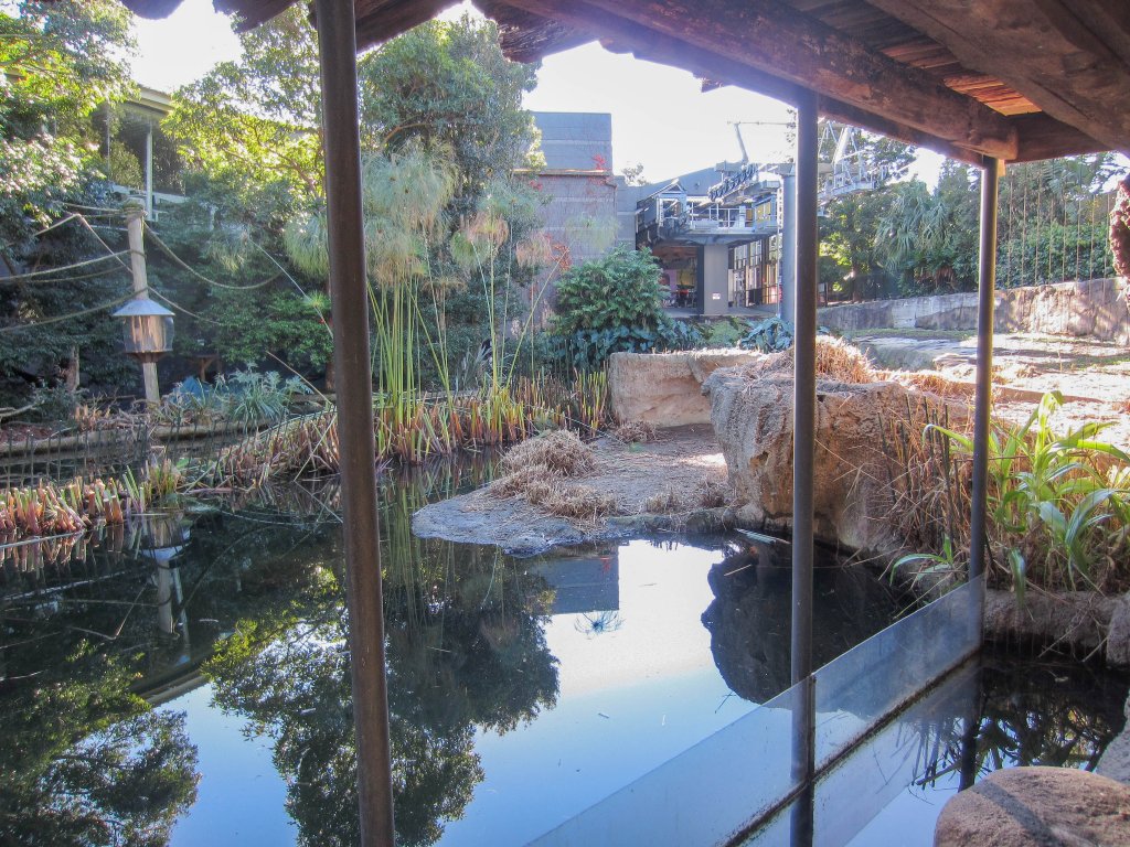 Squirrel Monkey viewing