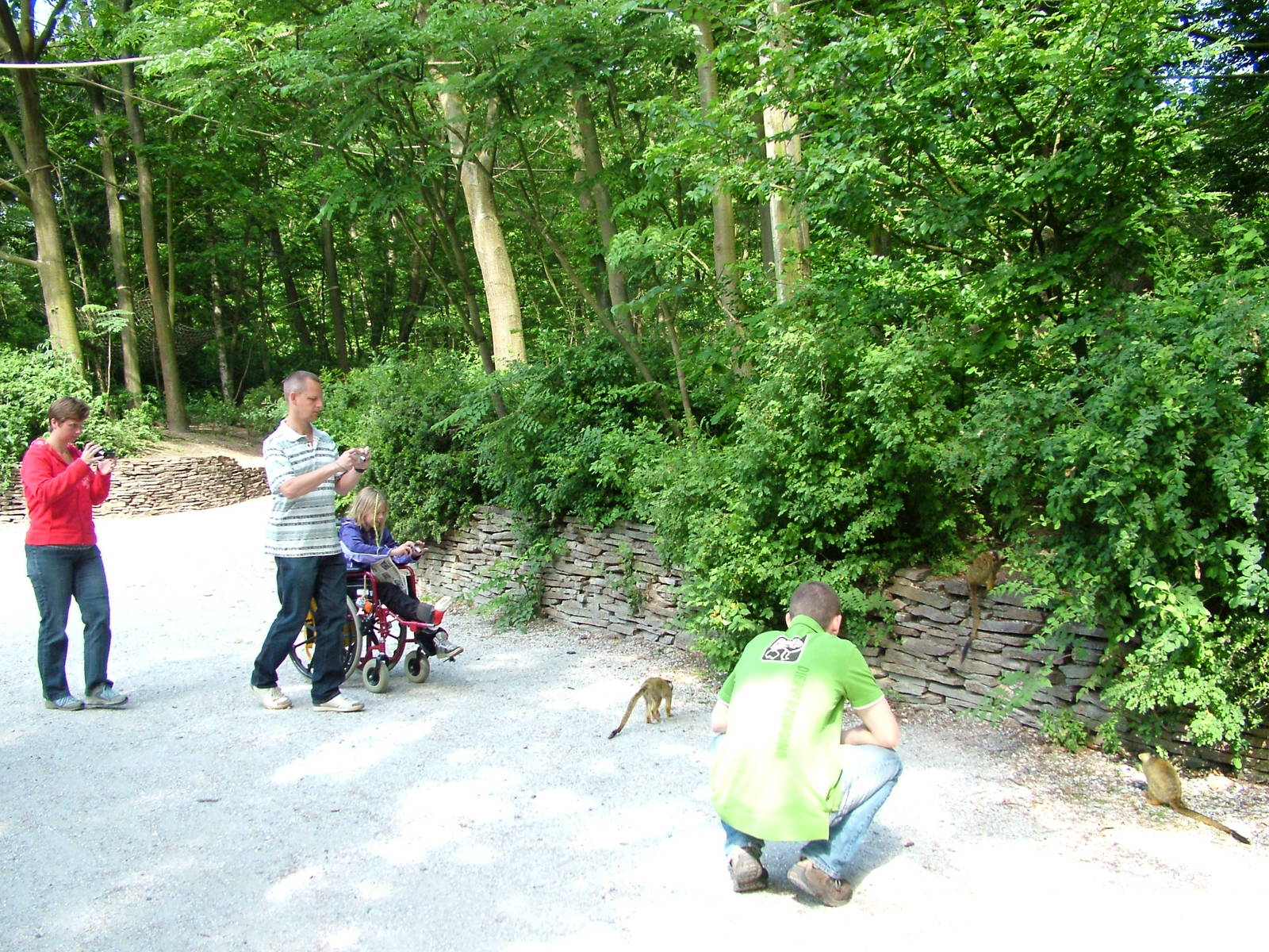 Squirrel Monkey Walk-through at Apenheul, 30/05/12
