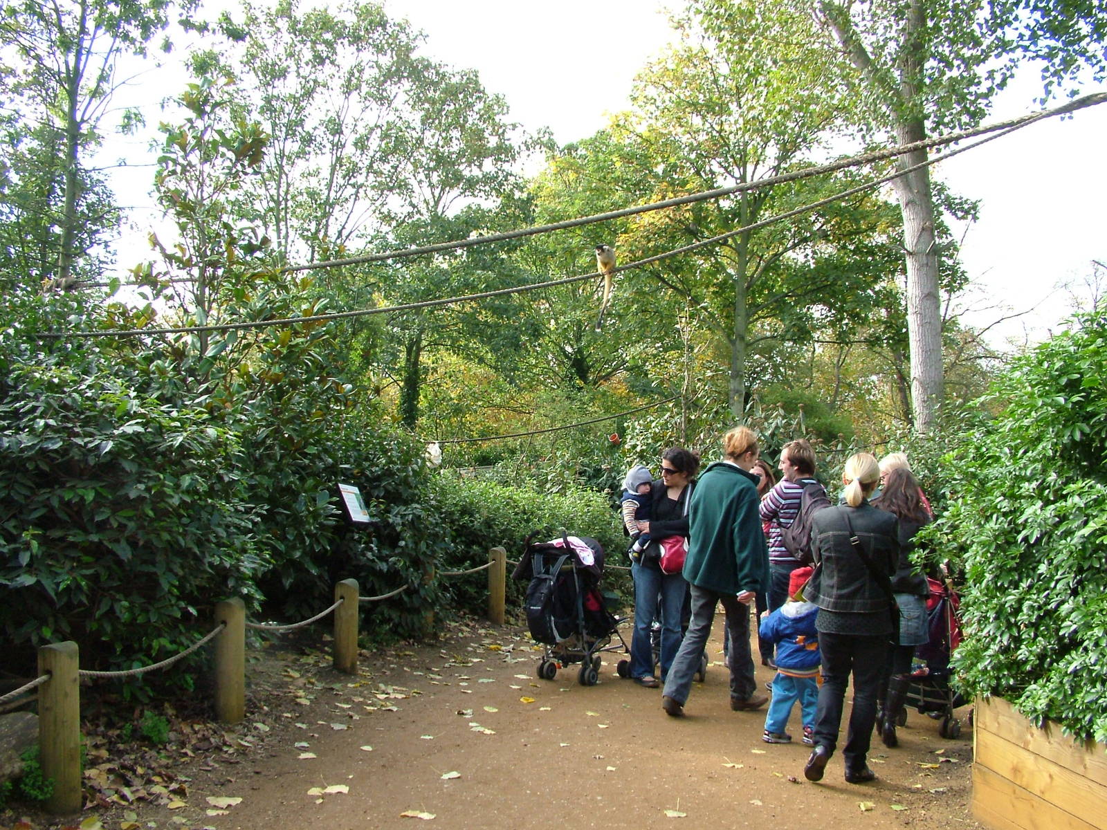 Squirrel Monkey Walkthrough at London Zoo Oct 08