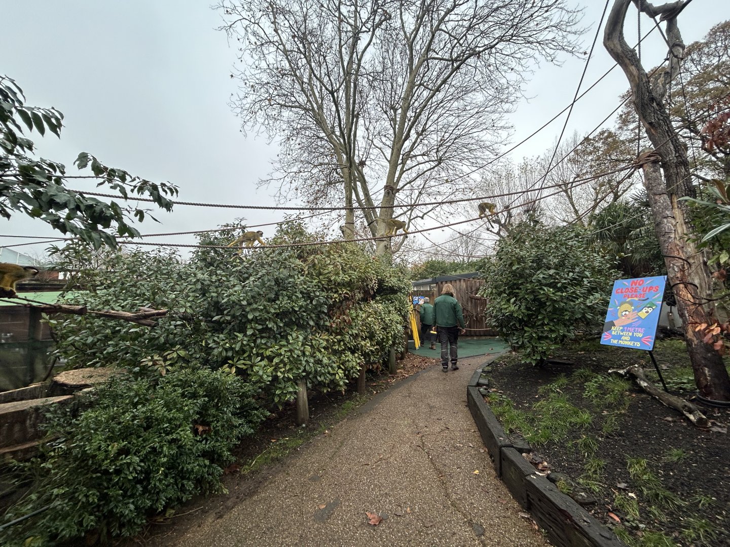 Squirrel Monkey Walkthrough Exhibit