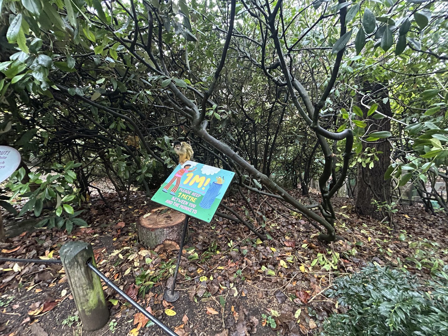 Squirrel Monkey Walkthrough Exhibit