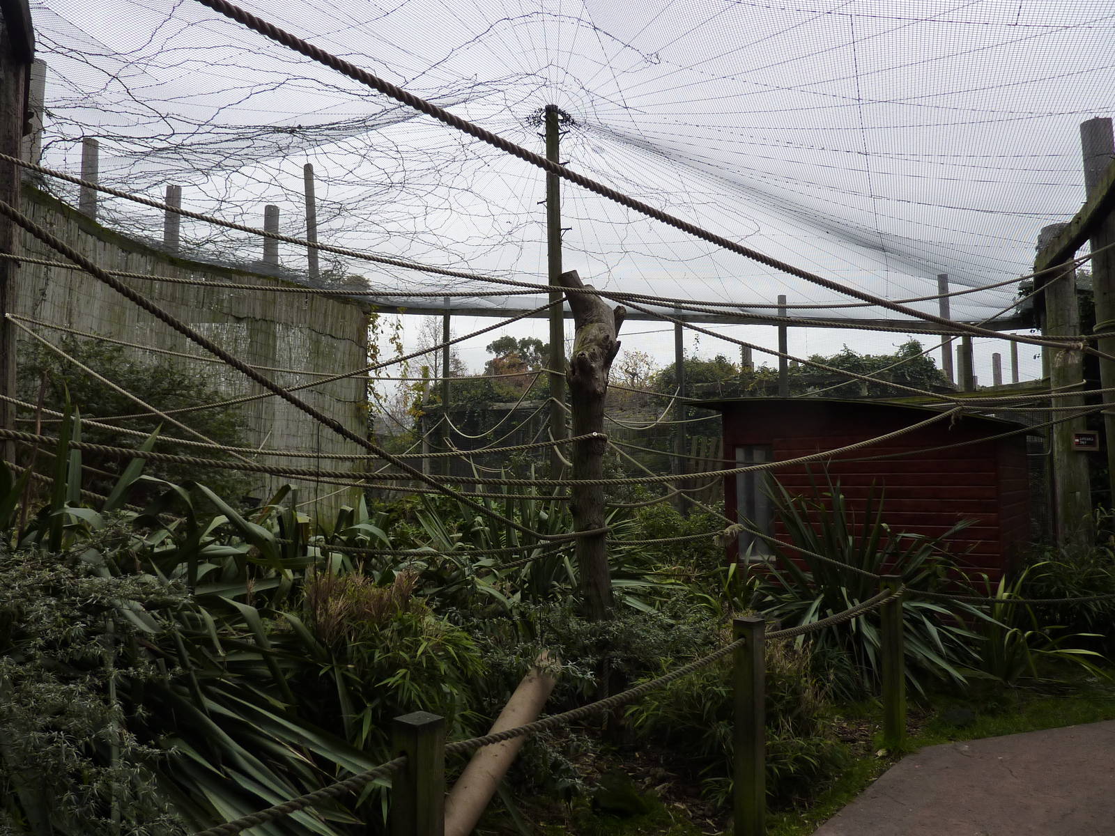 Squirrel monkey walkthrough