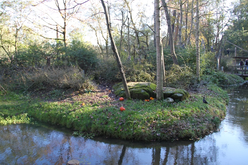 Squirrel Monkey Walkthrough