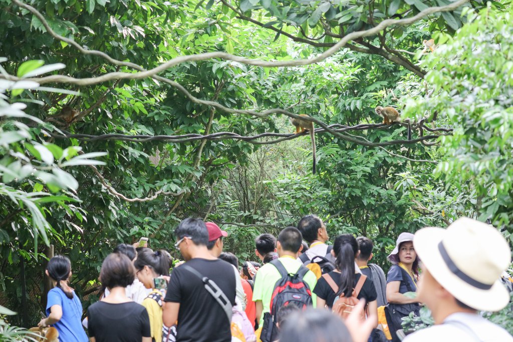 Squirrel Monkey walkthrough