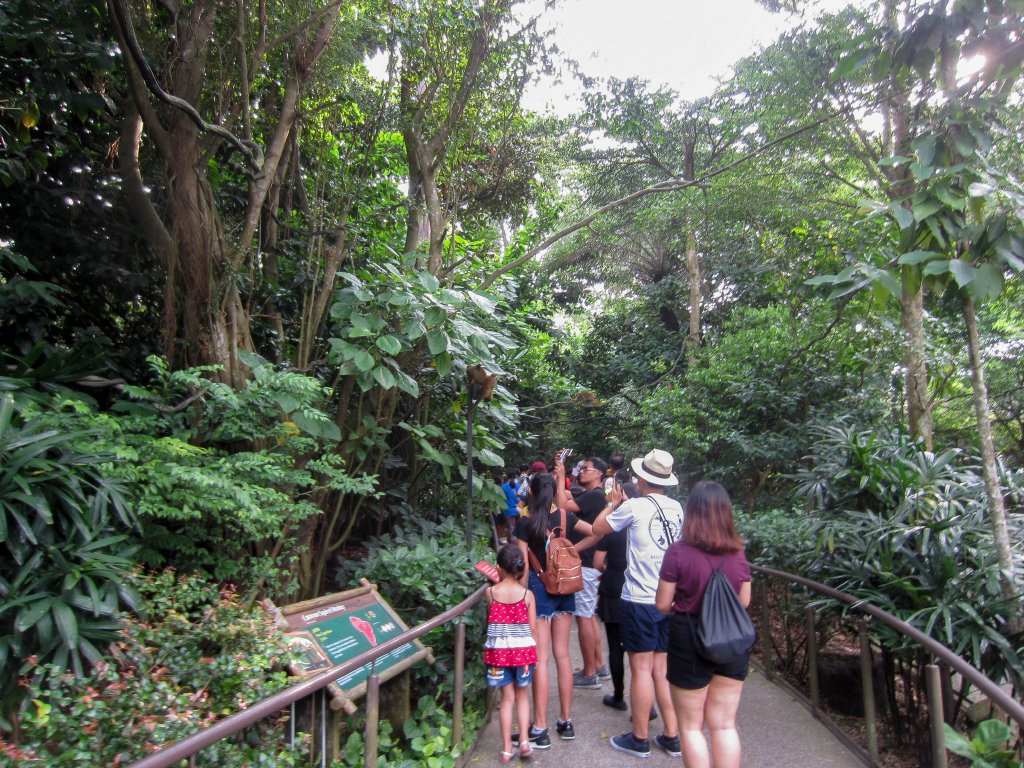 Squirrel Monkey Walkthrough