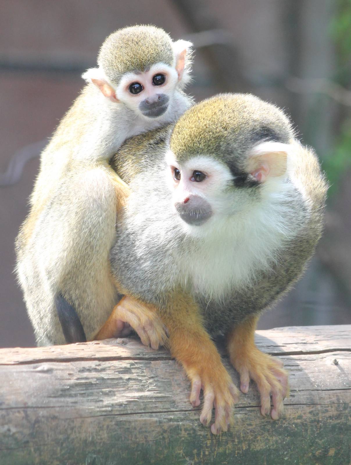 Squirrel monkey with young