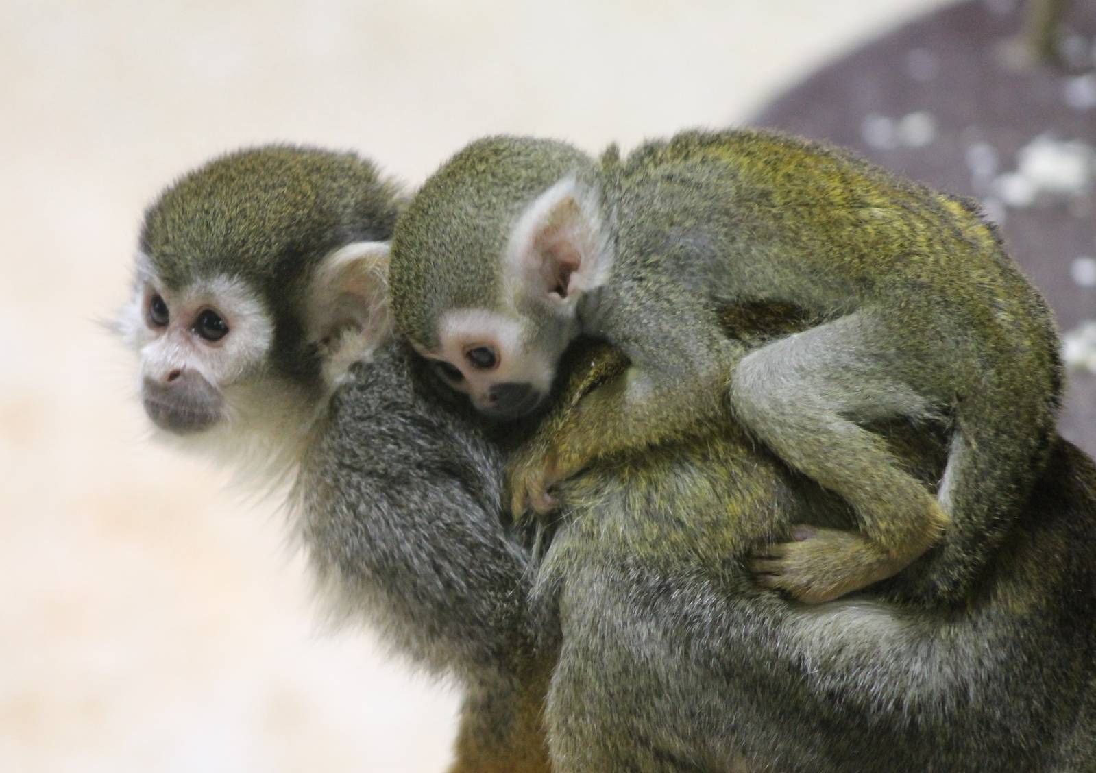 Squirrel monkey with young
