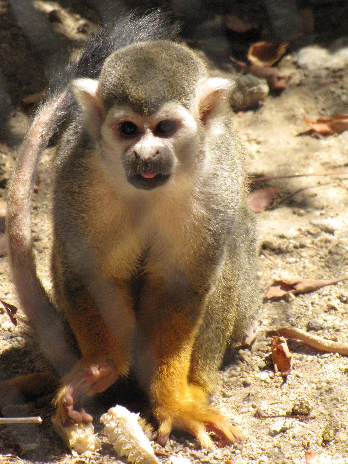 Squirrel Monkey