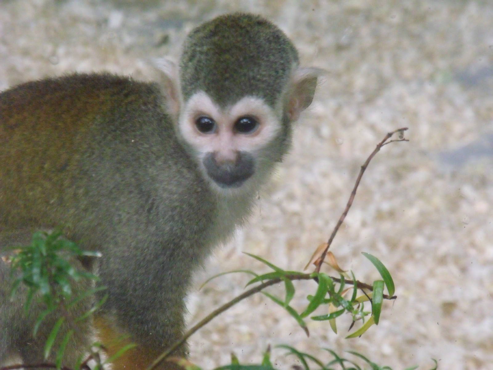 Squirrel Monkey