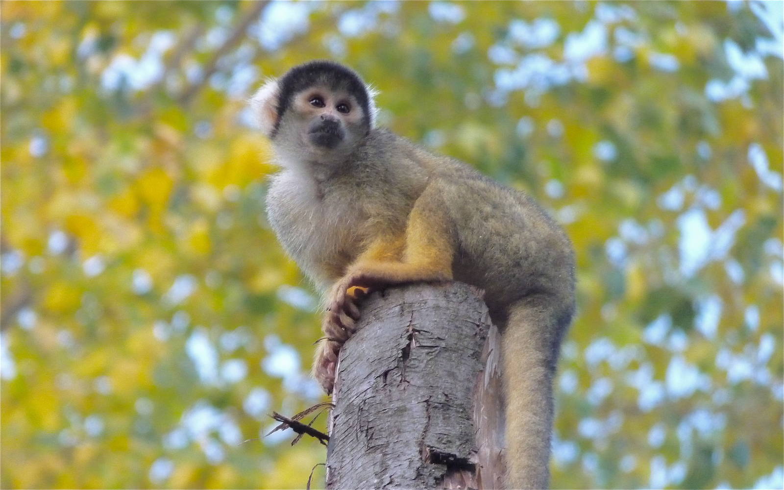 Squirrel Monkey