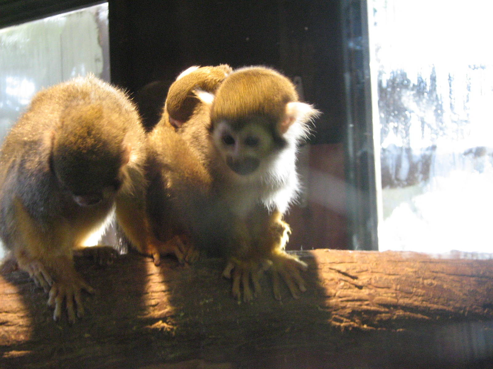 Squirrel Monkey