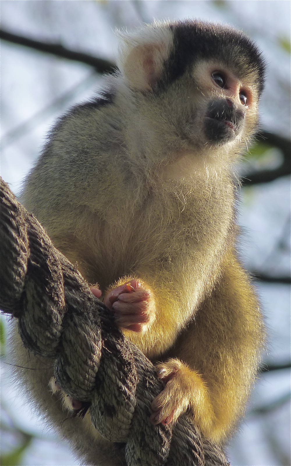 Squirrel Monkey