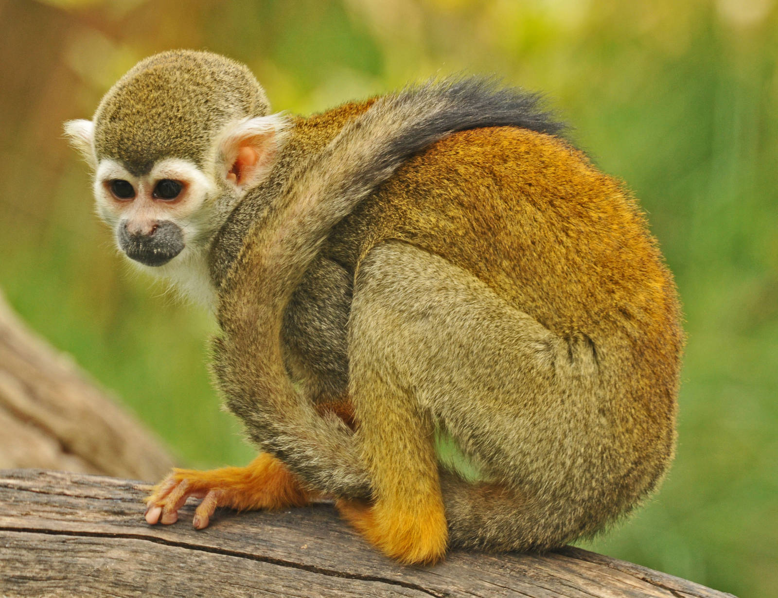 SQUIRREL MONKEY