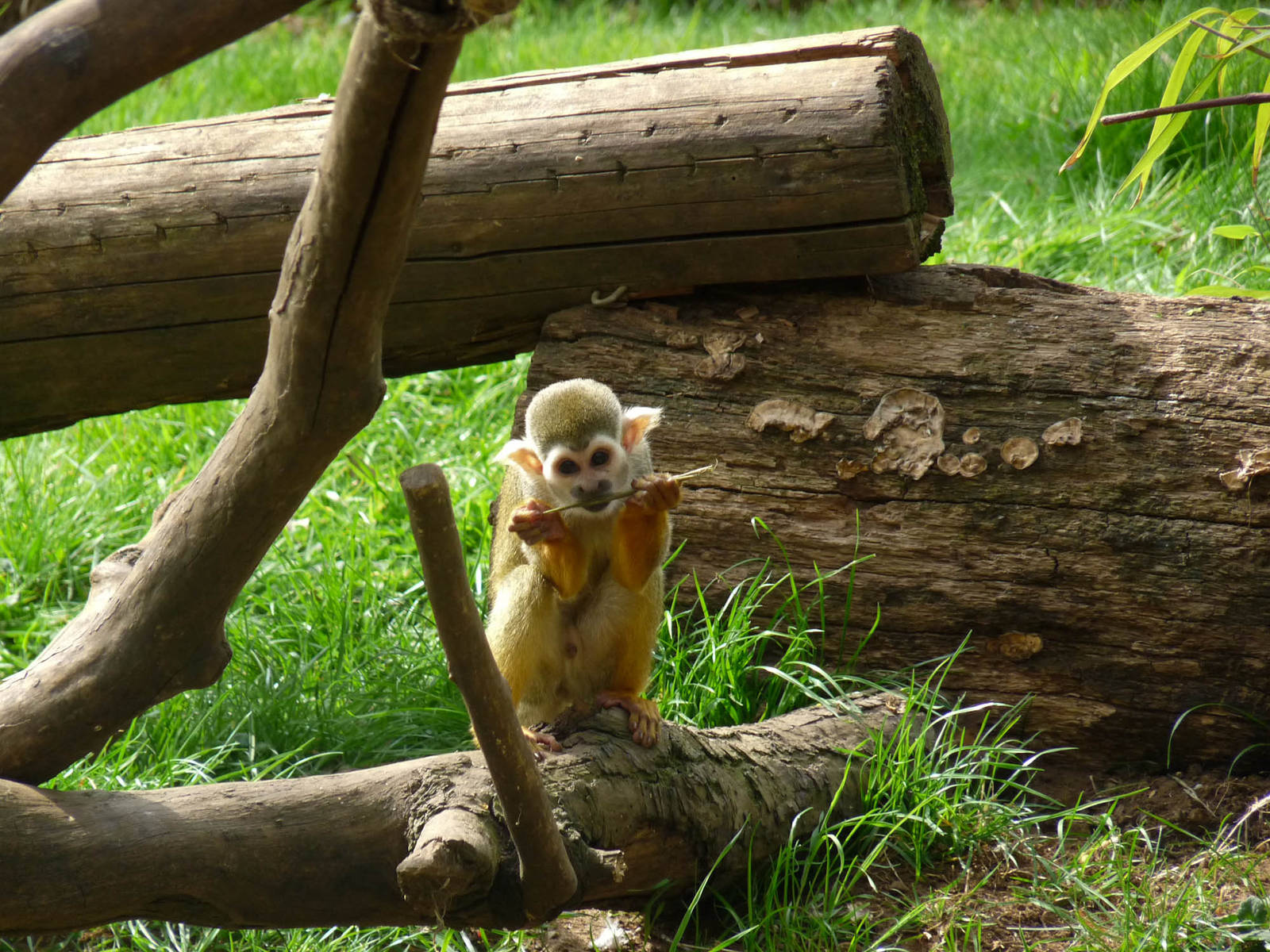 Squirrel Monkey