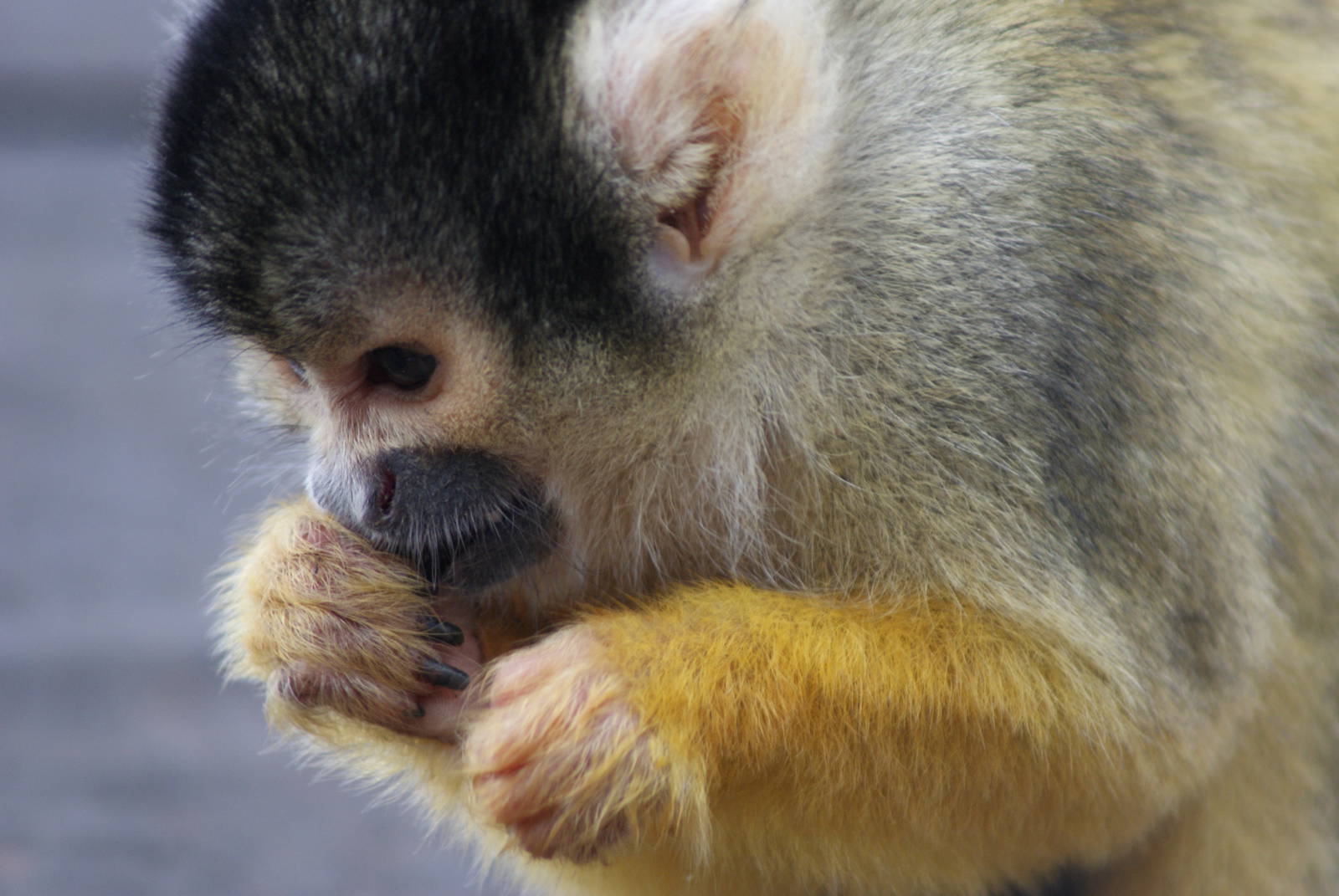 Squirrel Monkey
