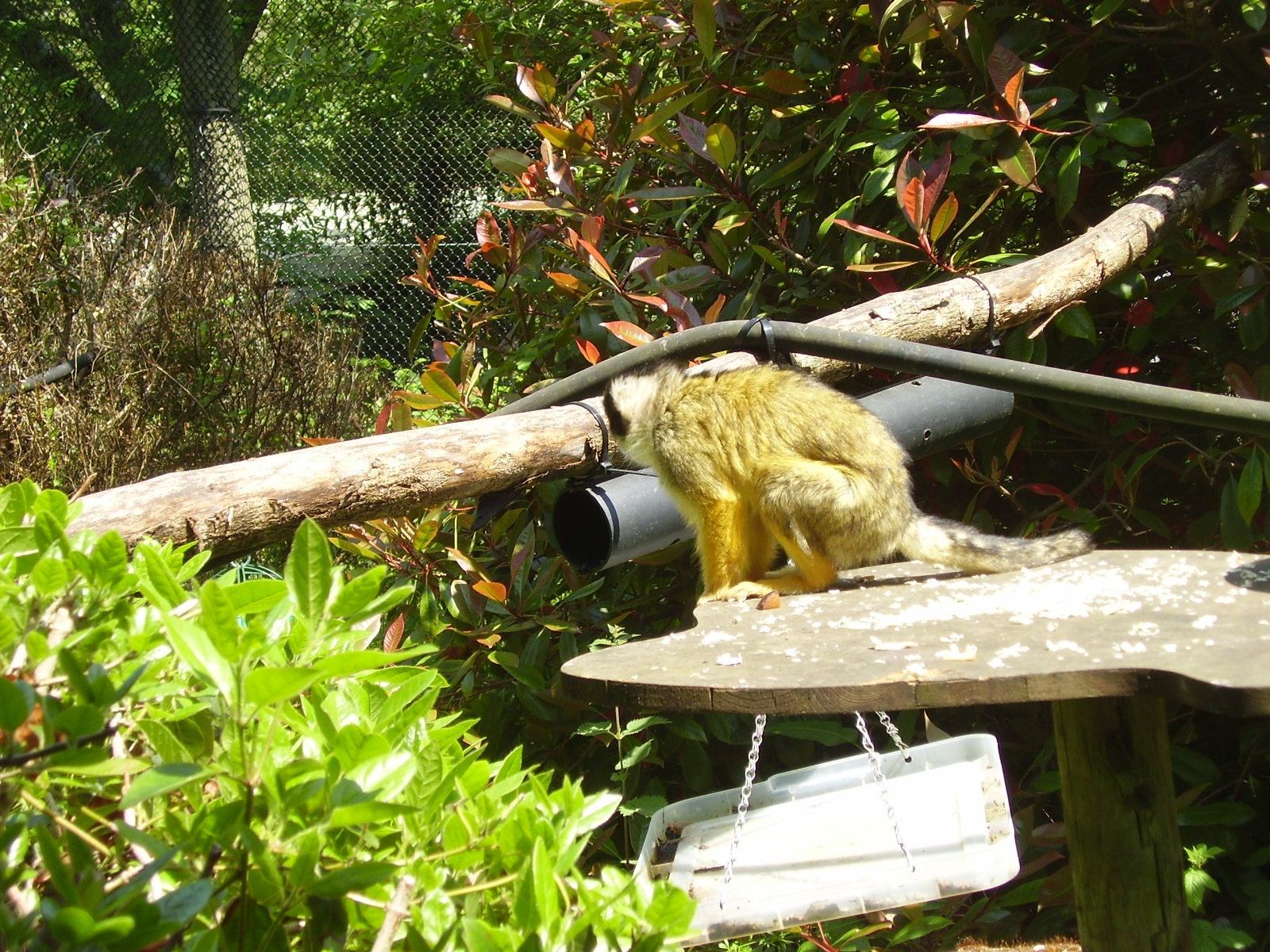 Squirrel Monkey