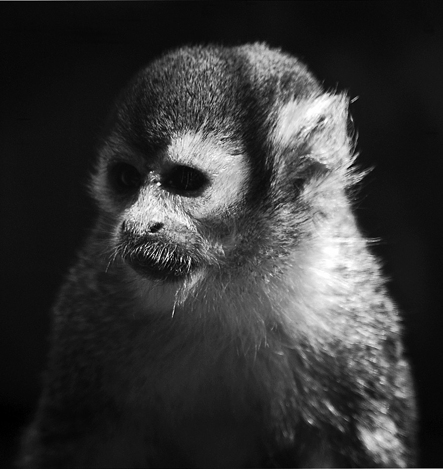 Squirrel Monkey