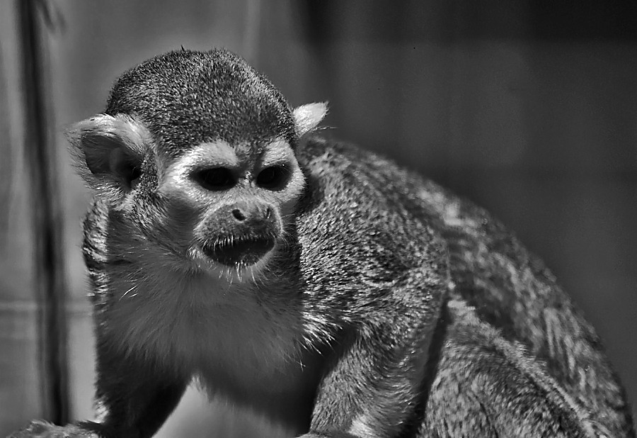 Squirrel Monkey