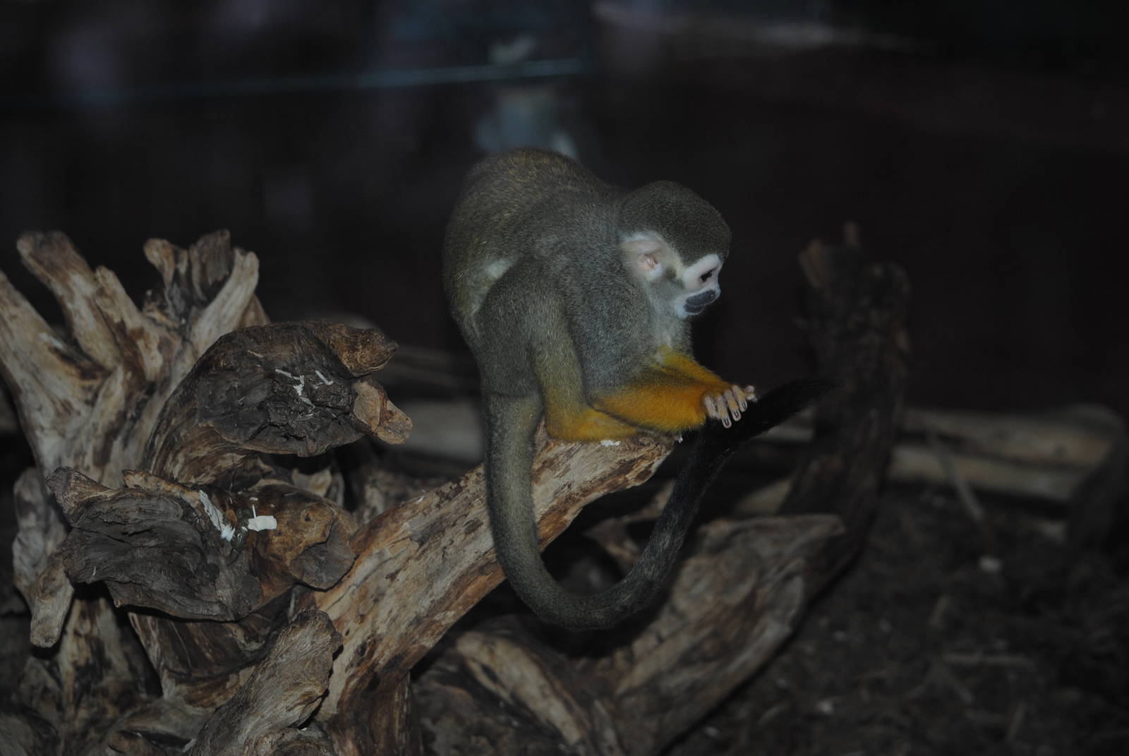 Squirrel-Monkey