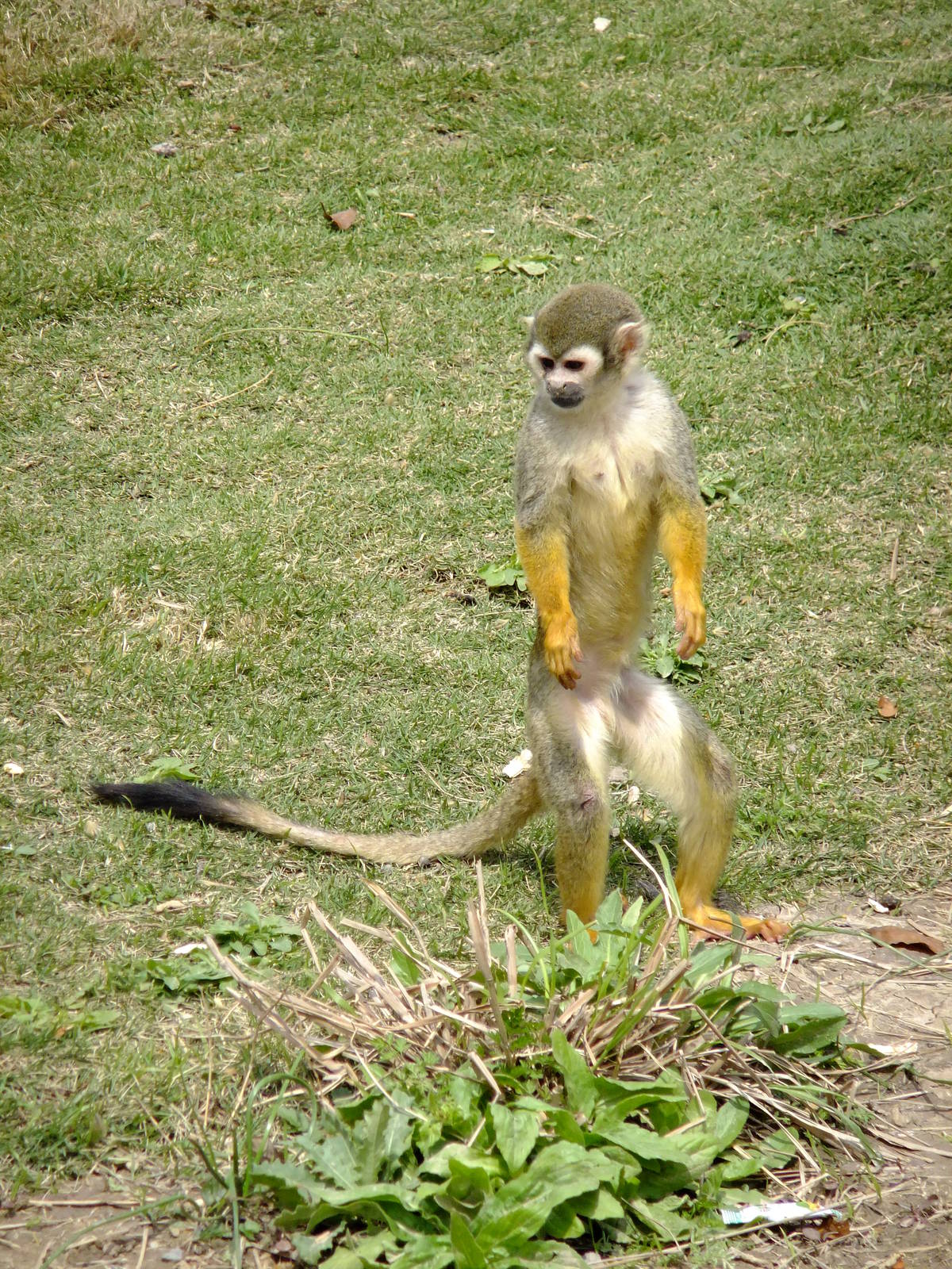Squirrel Monkey