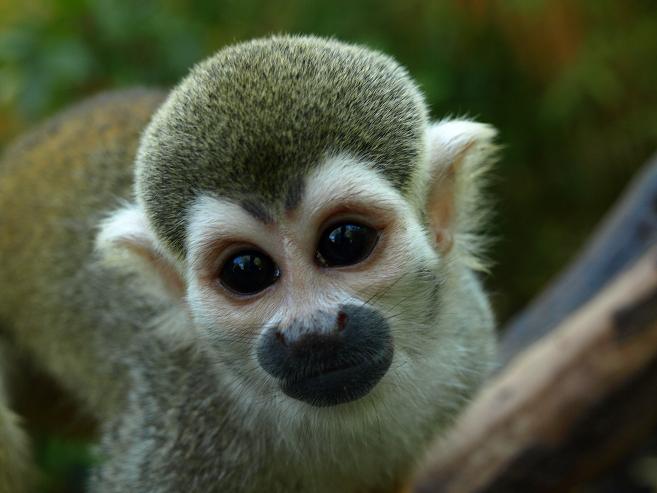 squirrel monkey