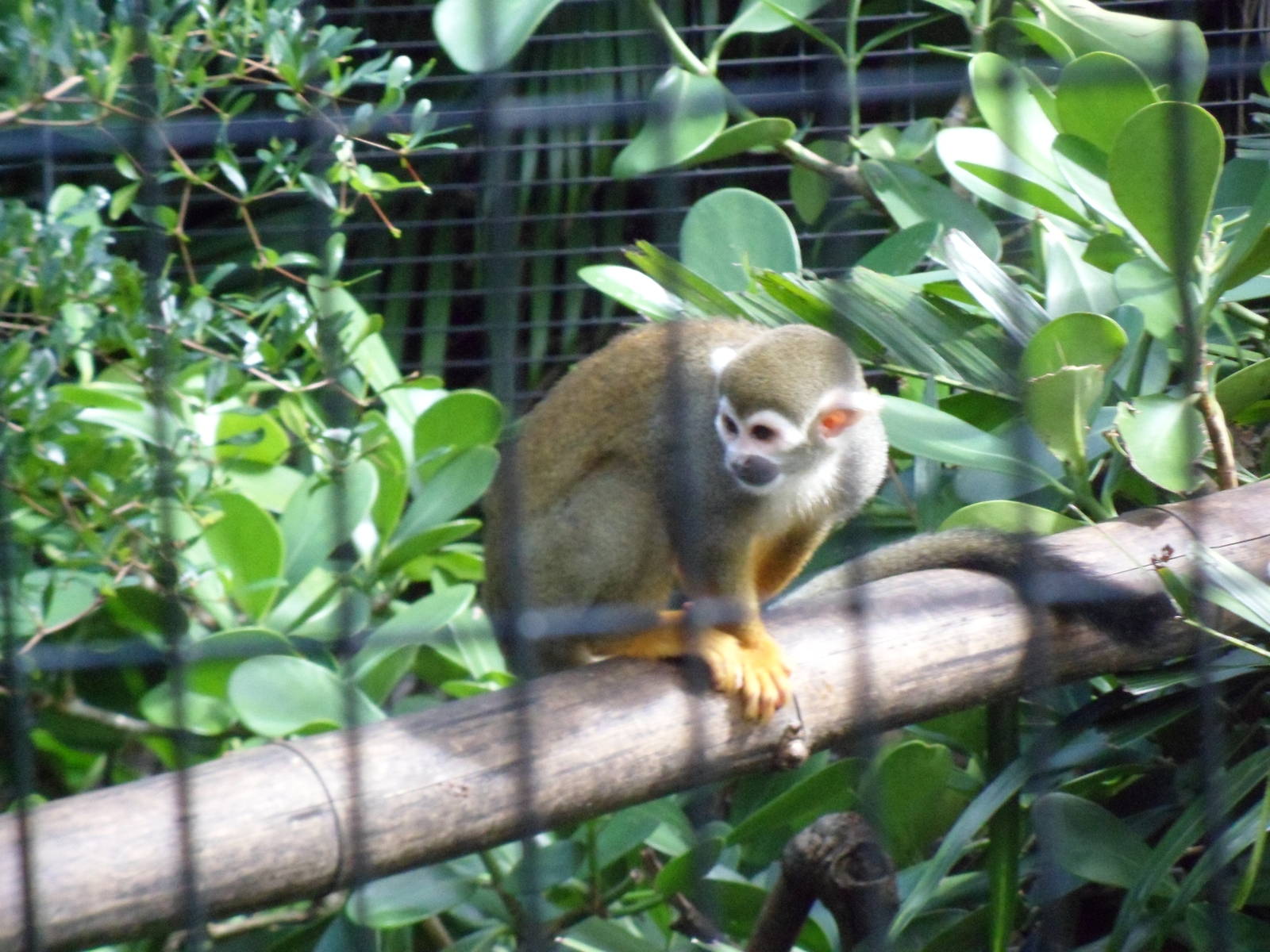 Squirrel Monkey