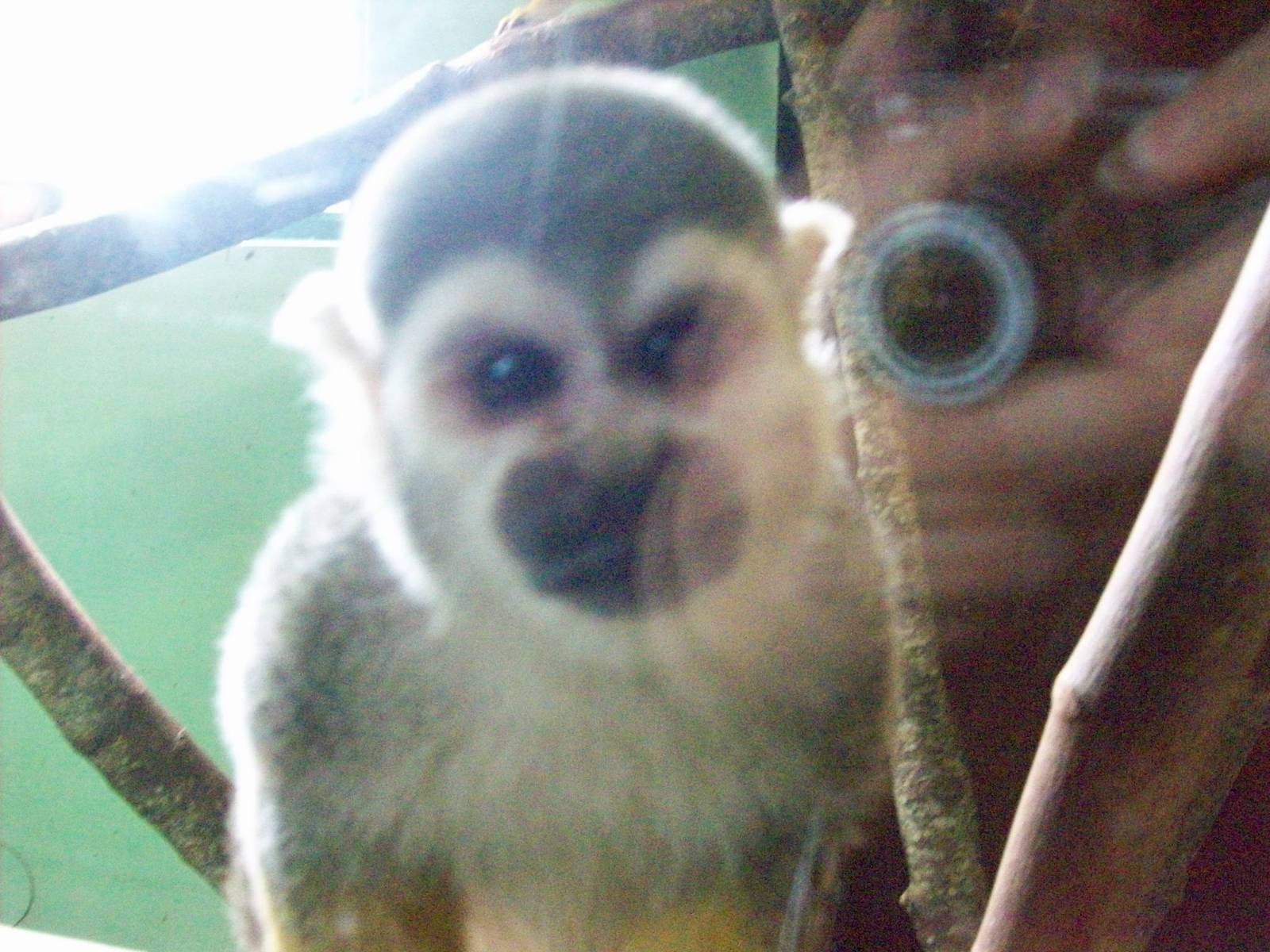 squirrel monkey