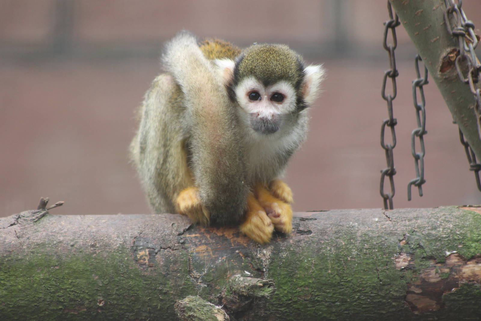 squirrel monkey