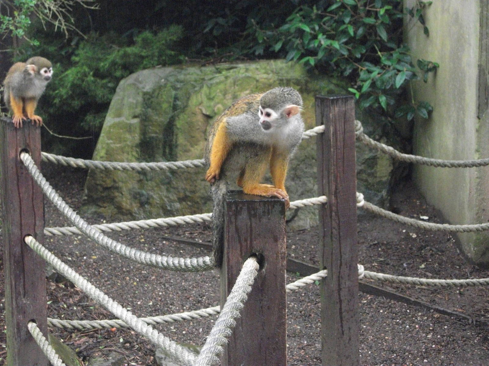 Squirrel Monkey