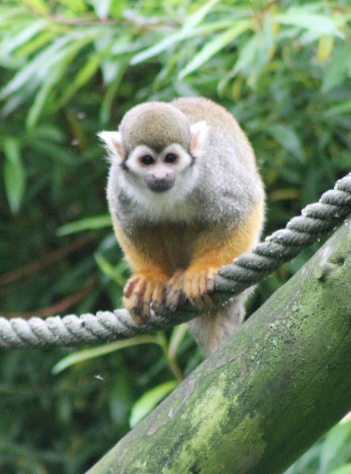 Squirrel monkey