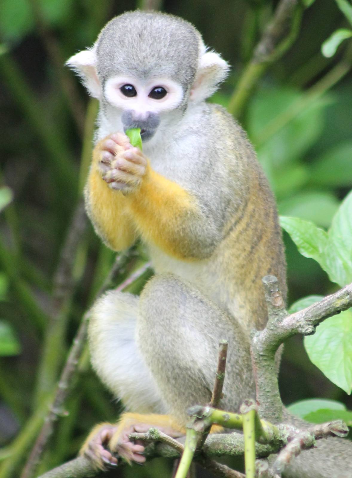 Squirrel monkey
