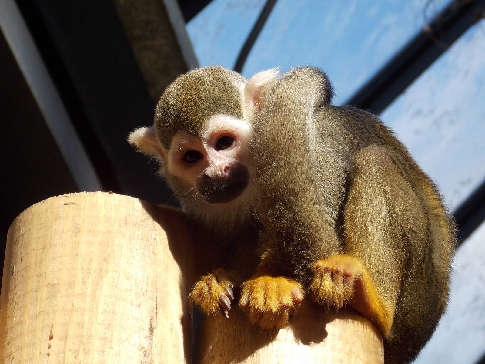 Squirrel Monkey