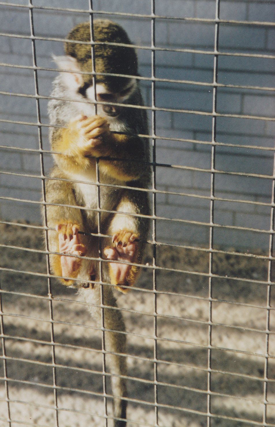 Squirrel monkey