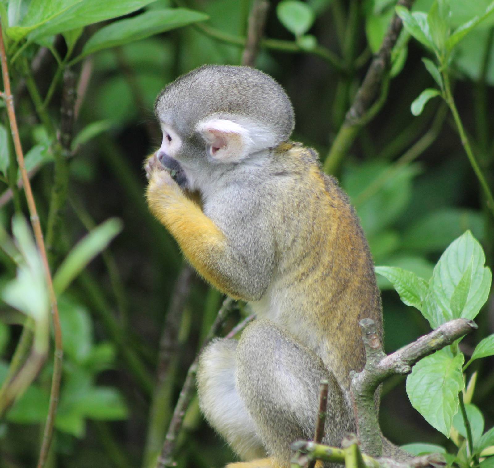 Squirrel monkey