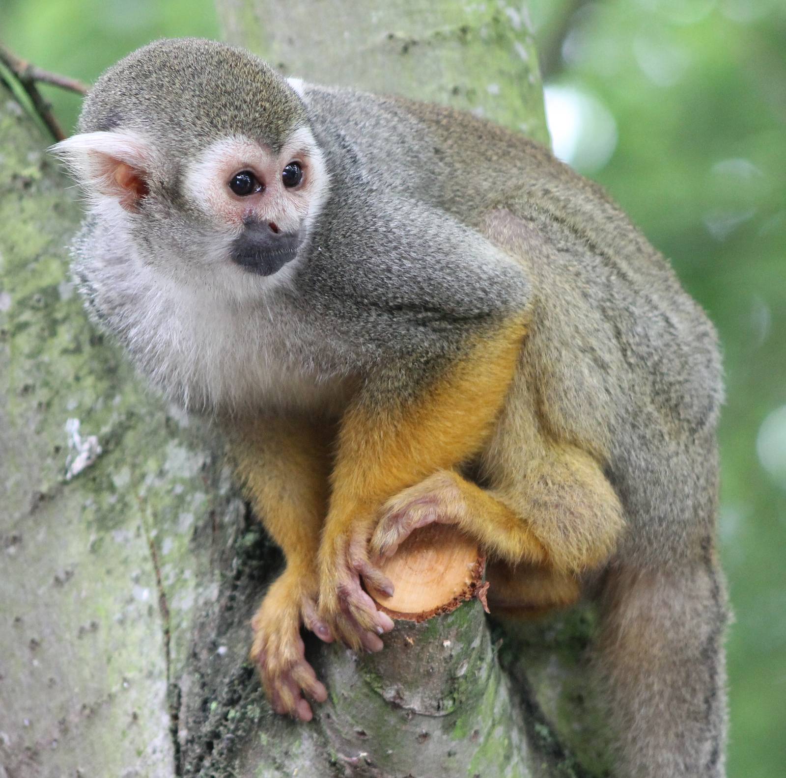 Squirrel monkey