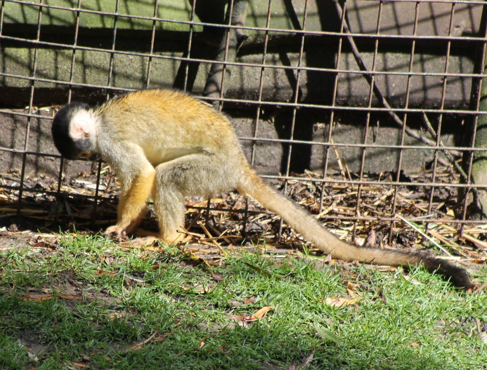 Squirrel monkey