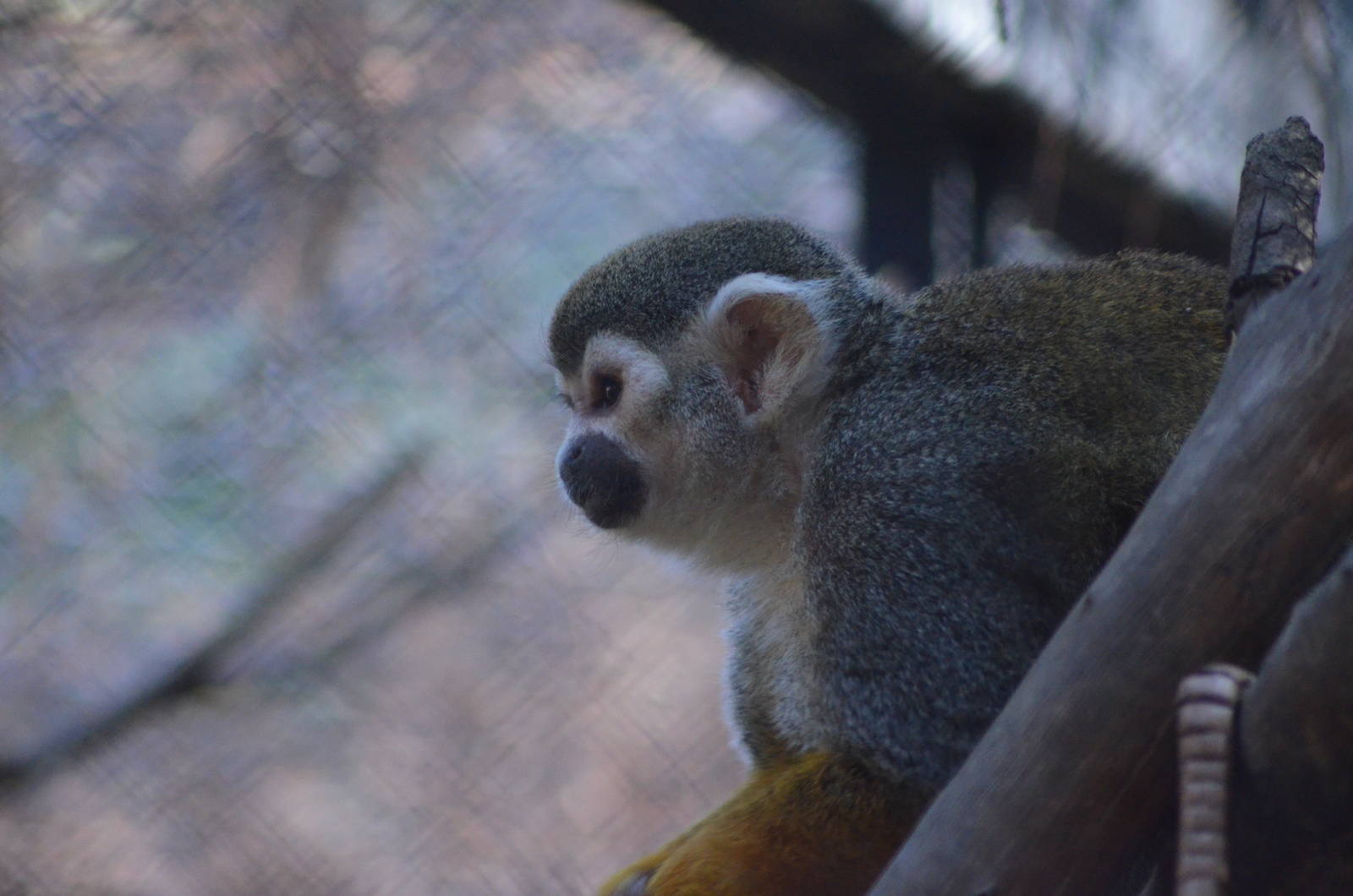 Squirrel Monkey